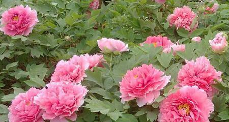 牡丹花真的可以食用吗？食用牡丹花的安全性和方法是什么？