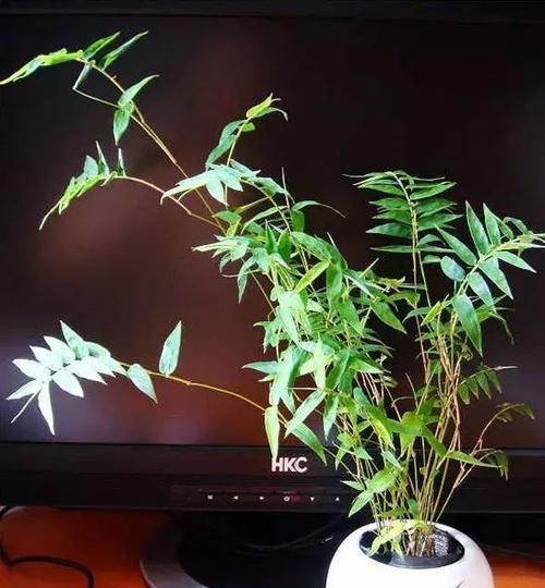 节节高升竹子家庭养殖方法有哪些？如何确保竹子长得好？