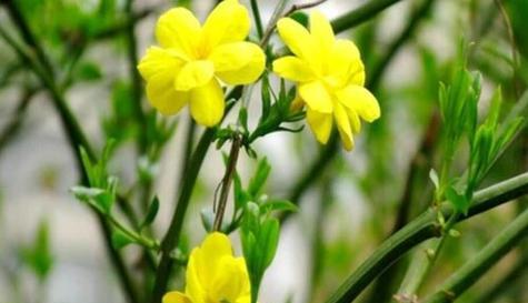迎春花什么时候开花？春季开花季节有哪些特点？