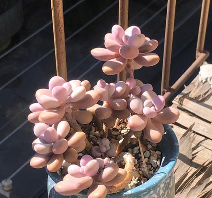 桃蛋老桩养护技巧有哪些？如何塑造理想造型？