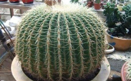 仙人球施肥指南：最佳肥料选择与使用方法是什么？