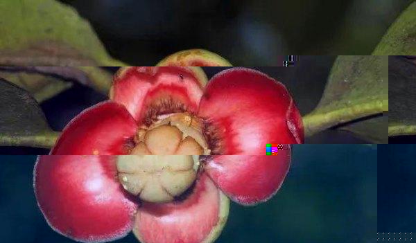 山竹哪里产的最多？山竹的主要产地分布在哪里？