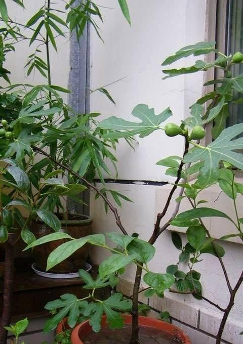 无花果种子种植方法是什么？如何确保种子发芽率高？