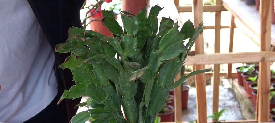 蟹爪兰的生长习性特点是什么？如何正确养护？