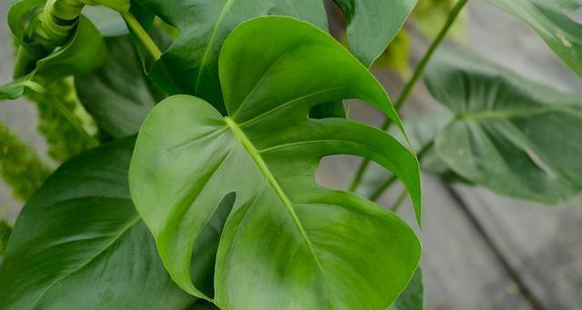 耐阴耐寒的花卉有哪些？如何选择适合室内种植的植物？