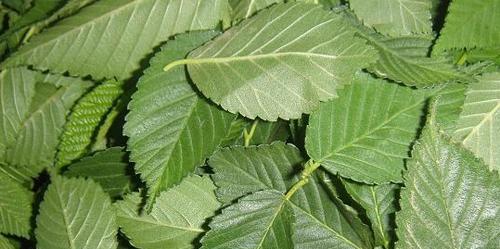 榆树的叶子形状像什么？如何识别榆树叶的独特特征？