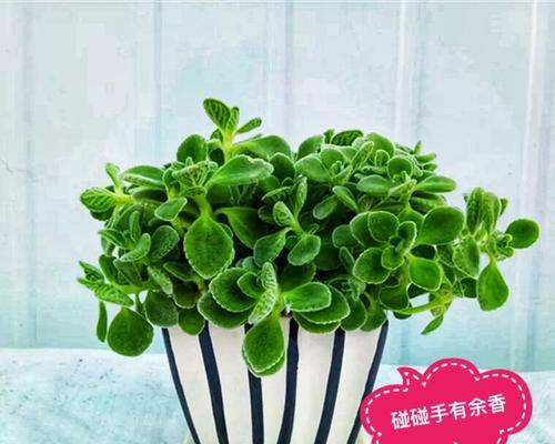 驱蚊虫植物花卉有哪些？如何有效使用它们防蚊？