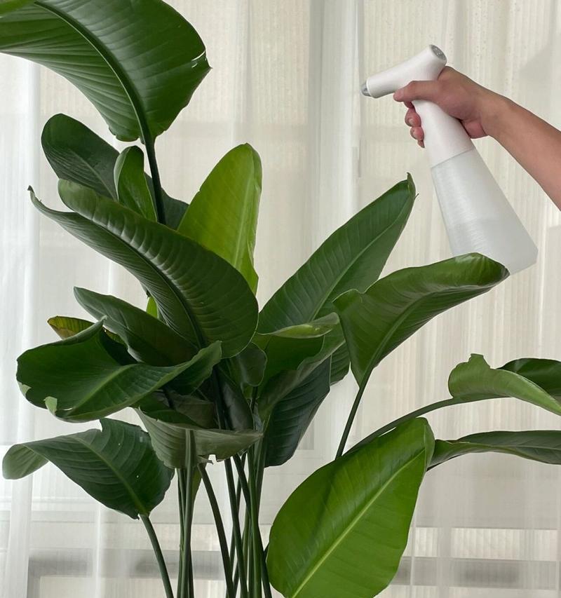 天堂鸟浇水时间是什么时候？如何正确进行浇水？