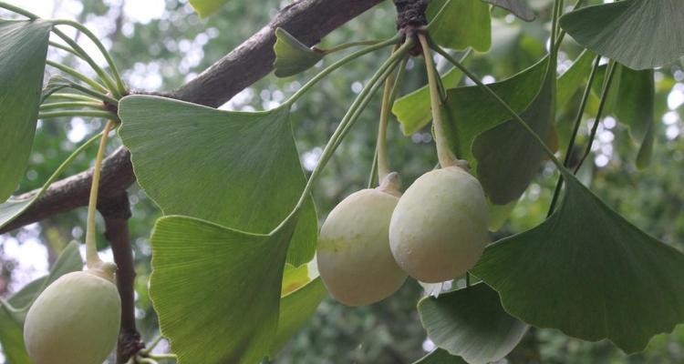 银杏树怎么养才长得好？有哪些养护技巧？