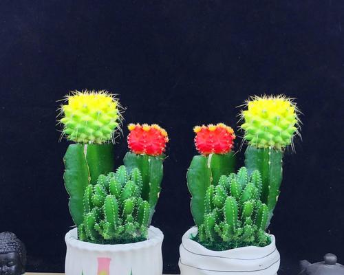 仙人掌有毒吗？室内养护需要注意什么？