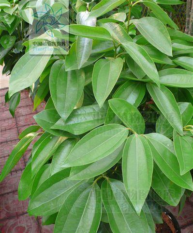 肉桂怎么养长的好？掌握这些养护技巧轻松搞定！