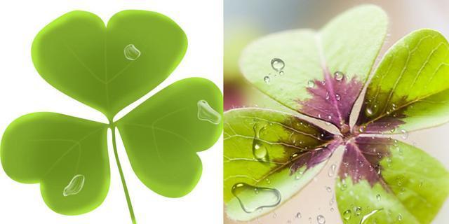 四叶草和三叶草有什么区别？它们各自代表什么含义？