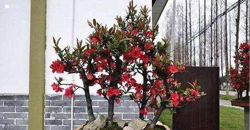 盆栽海棠怎么养？海棠盆栽的养殖方法有哪些常见问题？