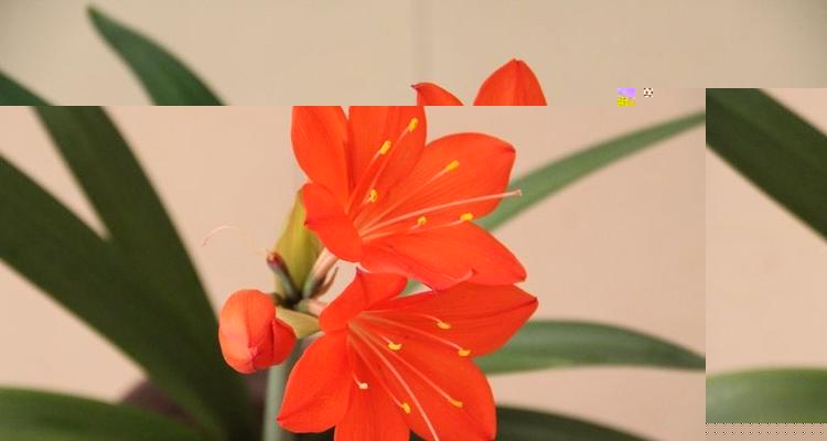 开花很香的花卉有哪些？如何选择适合家庭种植的香花品种？