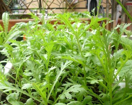 小叶茼蒿什么时候种植最好？种植方法有哪些常见问题？
