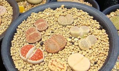 生石花土配制方法是什么？如何正确配制生石花土？
