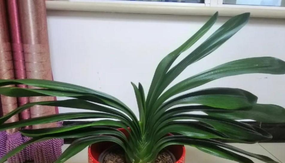 君子兰花谢后怎么处理？如何正确进行养护和管理？