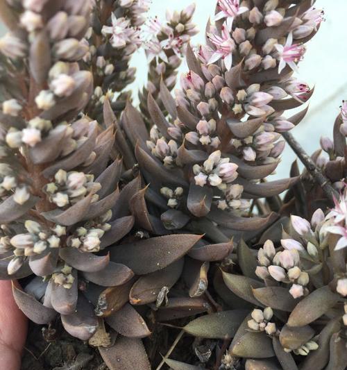 瓦松多肉怎么养长的好？有哪些养护技巧？