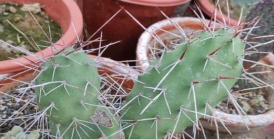 仙人掌的平均寿命是多少年？如何延长它们的生存时间？