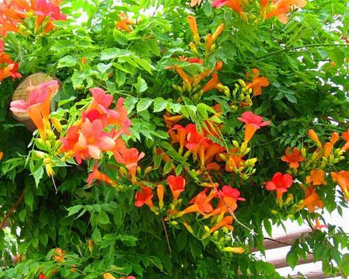 庭院藤蔓花卉有哪些种类？如何选择适合的藤蔓花卉？