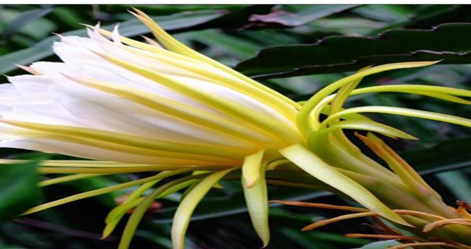 霸王花是什么菜？霸王花的食用方法有哪些？