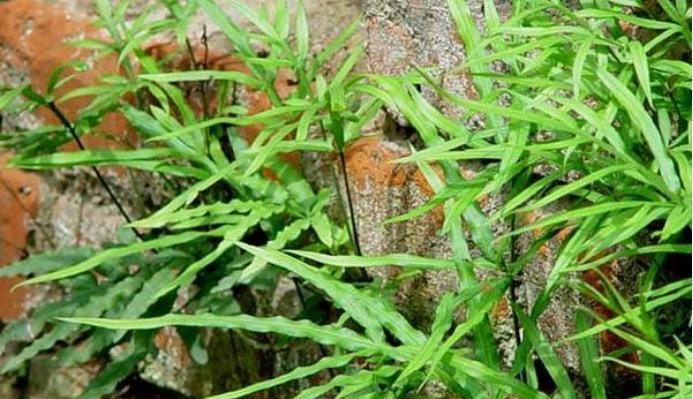 西梅炭疽病是怎么引起的？有效治疗方法有哪些？