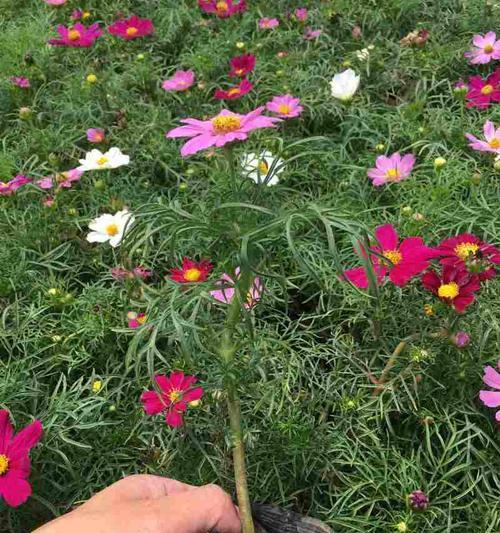 波斯菊多久浇一次水？如何正确管理浇水频率？