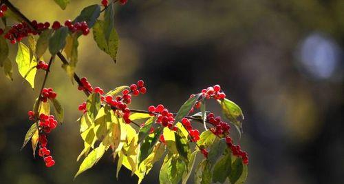 金银木有毒吗？室内养护需要注意什么？