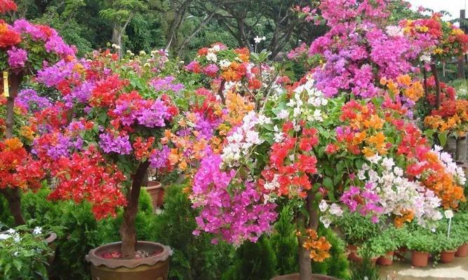 三角梅一年能长多少？生长速度快吗？