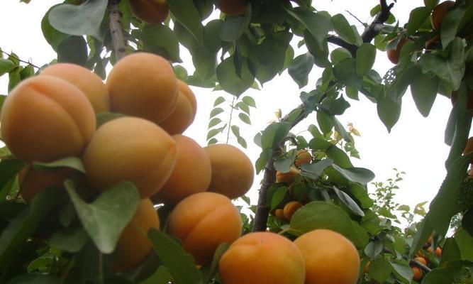 杏子适合什么地方种植？最佳种植区域有哪些特点？