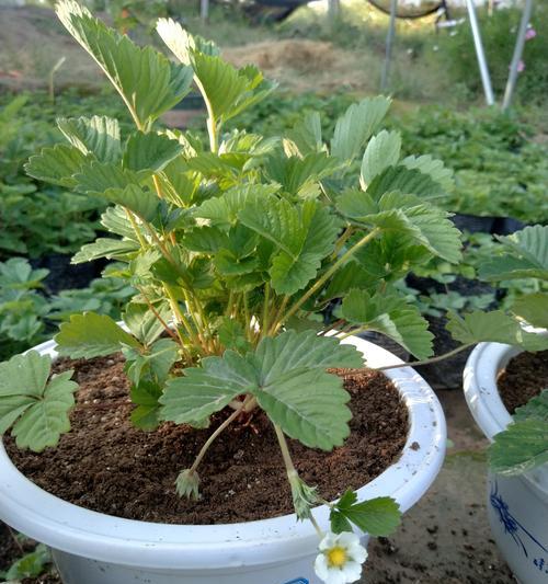 草莓苗浇水频率如何根据季节调整？