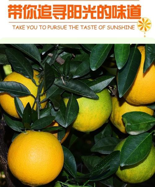 夏橙什么时候成熟？如何判断最佳采摘时间？