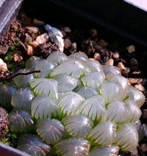 玉露浇水频率是多少？多久需要浇一次水？