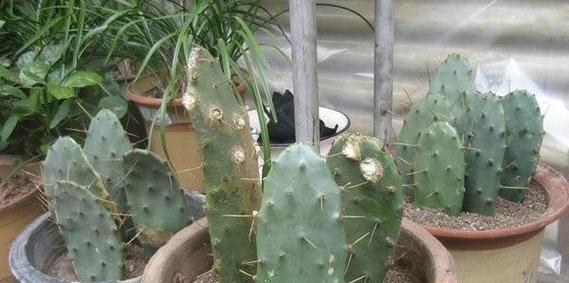 仙人掌种子播种的最佳时间是什么时候？如何确保高成功率？