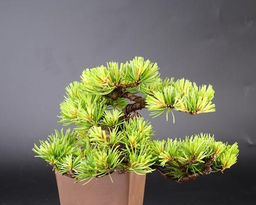 那须五针松如何保持翠绿？养护技巧有哪些？