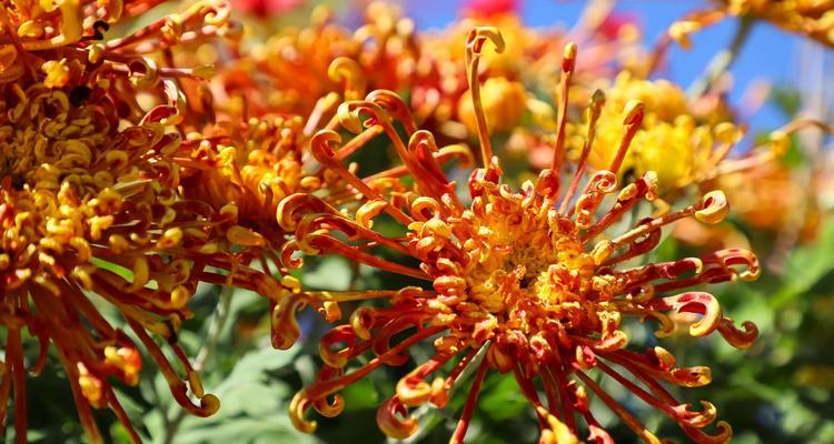 菊花的颜色与花语（揭示菊花色彩与花语之谜）