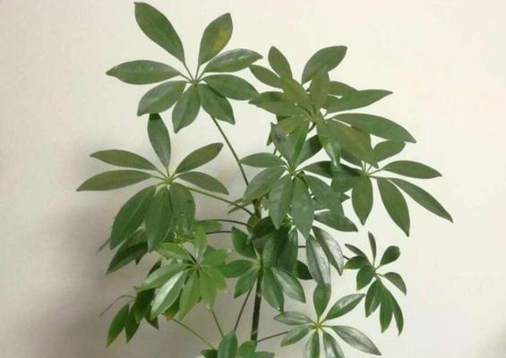 鸭脚木有毒吗？室内养护需要注意什么？