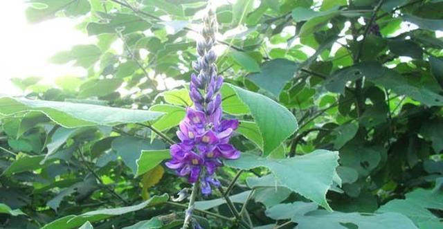 葛根的根长什么样？如何辨别葛根的根部特征？