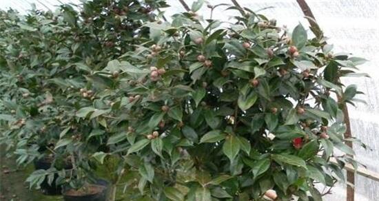 茶花修剪的最佳时机是什么时候？春季还是秋季？