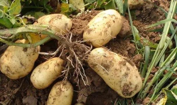 马铃薯多久成熟？生长期与成熟期的时间是多久？