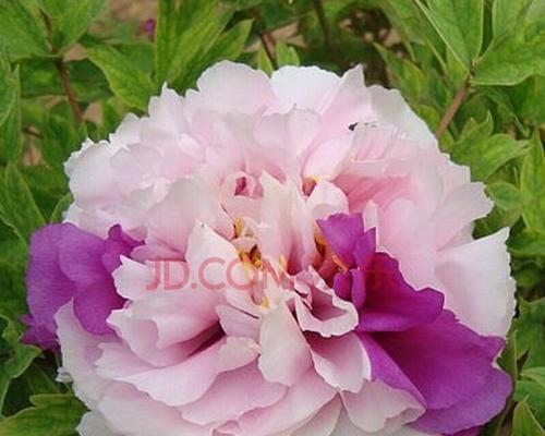 牡丹花施什么肥最好？如何根据季节选择合适的肥料？