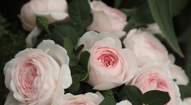 瑞典女王是藤本还是灌木？如何区分藤本植物和灌木？