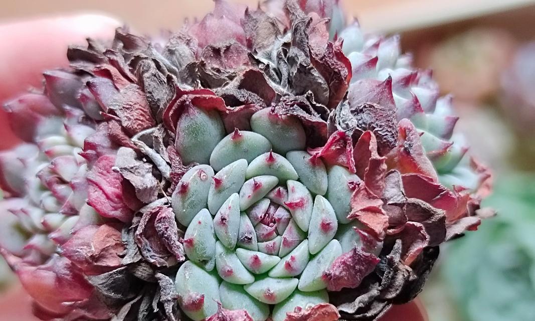 沙罗是什么植物？沙罗植物的特点和用途有哪些？
