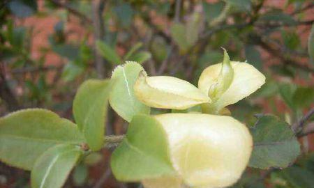 油茶黄叶病用什么药效果好？防治方法有哪些？