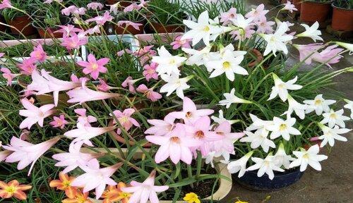风雨兰多久开花一次？如何促进其开花周期？