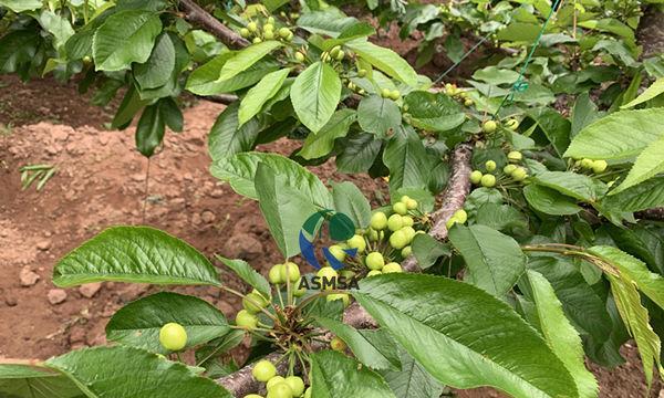 樱桃树施肥指南：如何选择最佳肥料？