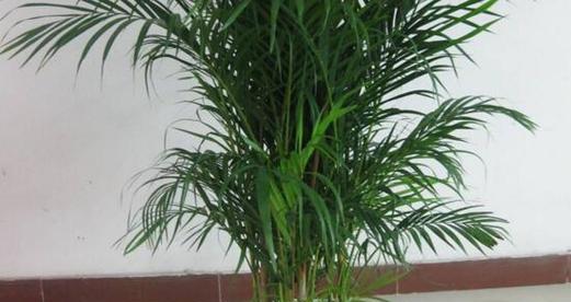 凤尾竹养护技巧有哪些？如何使其生长更旺盛？