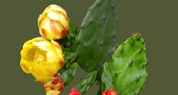 仙人掌的寓意和象征风水（掌握仙人掌）