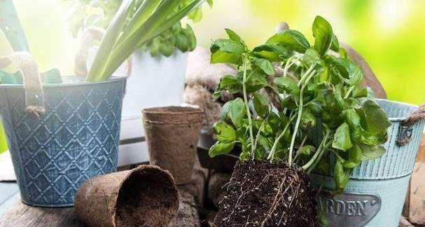 板结土适合种什么植物？如何改善土壤结构以种植更多植物？