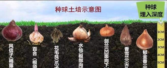 荷兰百合种球如何保存？最佳种植时间是什么时候？